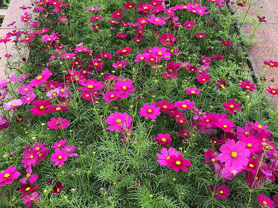 徐州鲜花庆典/永生花,热销鲜花,售后完善